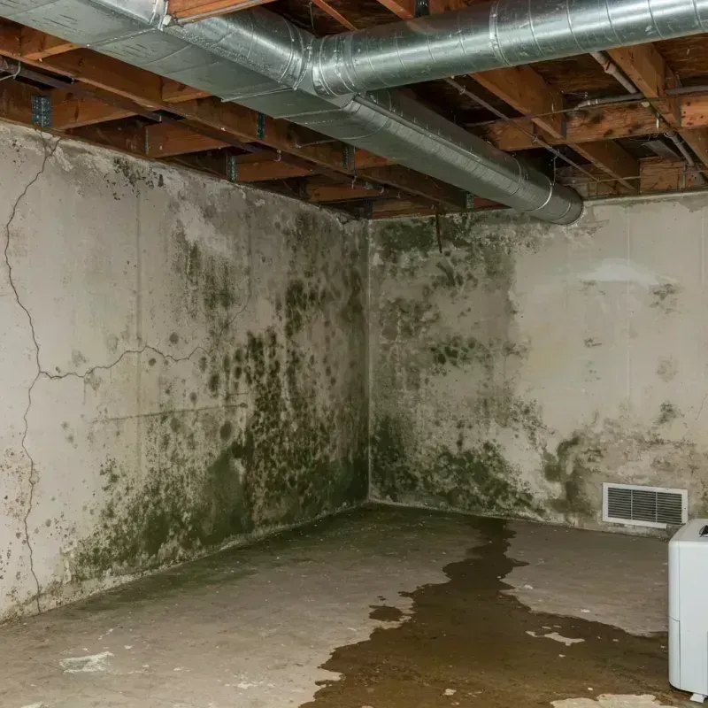 Professional Mold Removal in Emmaus, PA